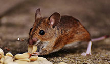 24 Hour & Emergency Exterminators in Mville, AL